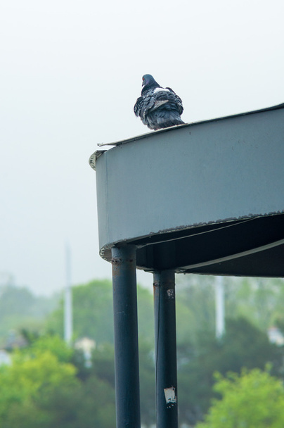 A close-up of a grey pigeon sitting - Фото, изображение