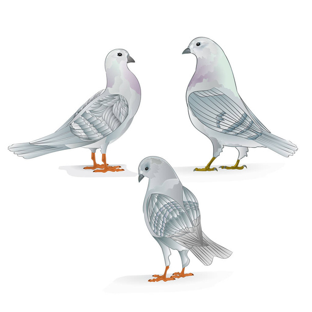 Witte dragers duiven binnenlandse rassen sport vogels Vintage set drie vector dieren illustratie voorontwerp hand tekenen - Vector, afbeelding