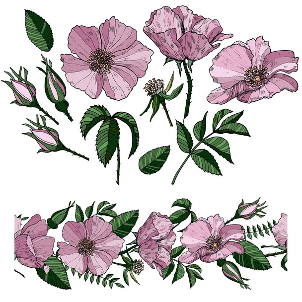 Συλλογή από παστέλ ροζ τριαντάφυλλα στοιχεία σε λευκό φόντο - Διάνυσμα, εικόνα