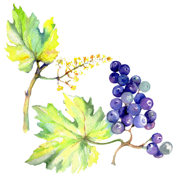 Grape berry healthy food in a watercolor style isolated. Watercolor background set. Isolated fruit illustration element. - Foto, Imagen
