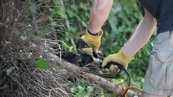 A man uses a chain saw to cut a tree limb - Footage, Video