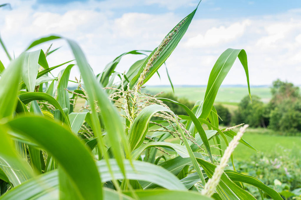 Wysokie zielone liście młodej kukurydzy - Zdjęcie, obraz