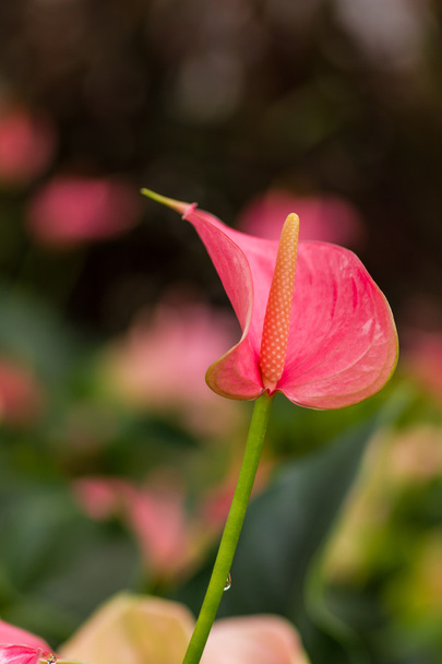 Antoryum çiçeği - Fotoğraf, Görsel