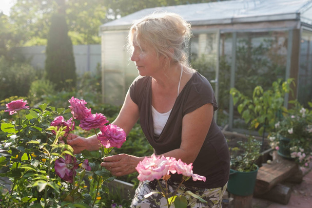 Emocionado madura caucásica mujer jardinero cuidado florecimiento arbusto rosas en el patio
 - Foto, imagen