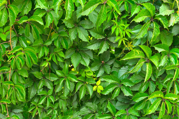 Groene bladeren van wilde druiven op het hek. Heldere kleurrijke achtergrond. Selectieve focus. - Foto, afbeelding