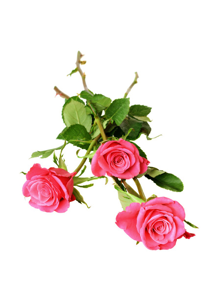 Three pink roses - Valokuva, kuva