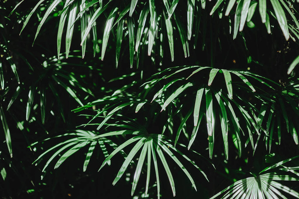 Beautiful of green tropical leaves - Fotoğraf, Görsel