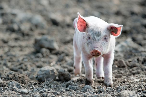Mignon bébé cochon
 - Photo, image