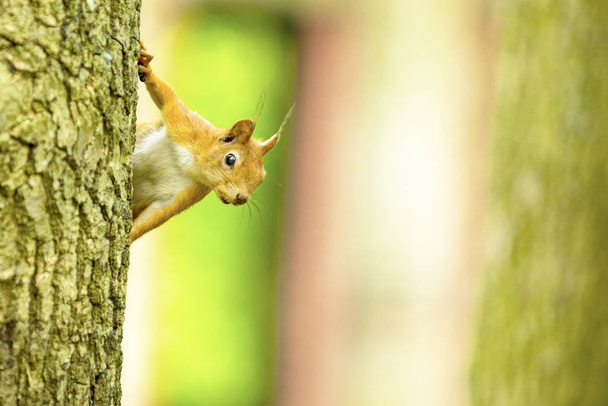 écureuil sur un arbre chêne mange noyer
 - Photo, image