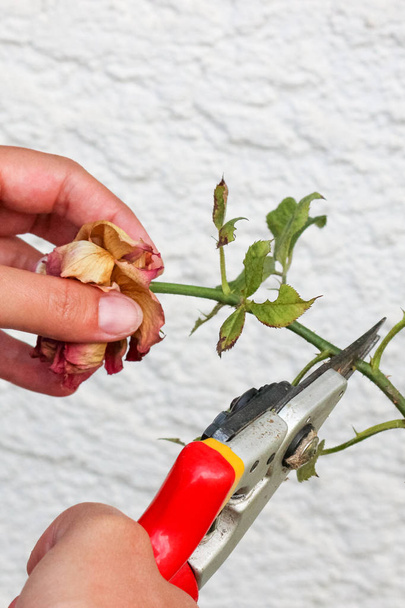 Vertical photography of female hands pruning roses with garden scissors. White wall with pattern in background. Dried rose. Roses leaves with spots. Plant disease. Gardening, trimming - Photo, Image