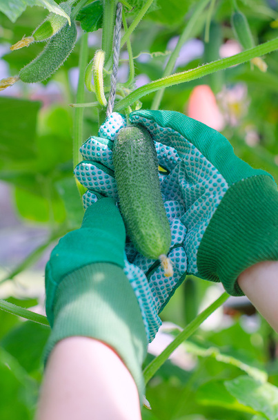 Pair of hands in gloves picking up cucumber - Foto, afbeelding