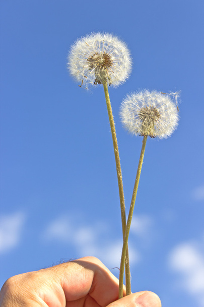Dandelion with seeds in hand over blue sky - Photo, Image