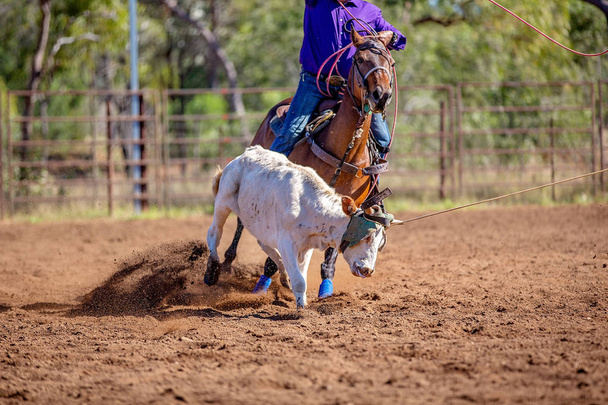 Evento del rodeo del vitello della squadra australiana
 - Foto, immagini
