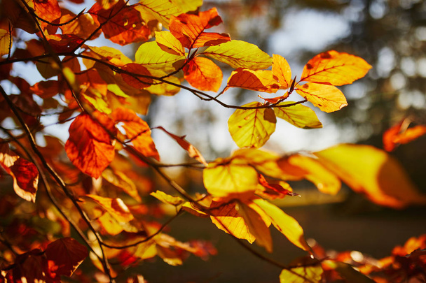 Closeup of colorful bright autumn leaves - Foto, afbeelding