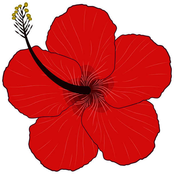 Rode bloem Bud van Hibiscus - Vector, afbeelding