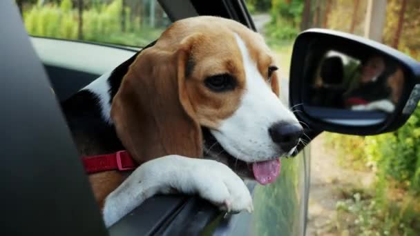 Ciekawy pies Beagle patrzy na okno samochodu na wycieczkę - Materiał filmowy, wideo