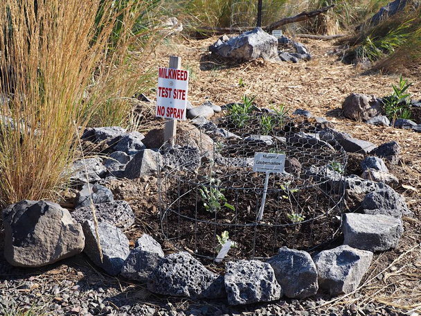 Rośliny uprawiane w specjalnym środowisku w Crooked River Wetlands w Central Oregon, aby zapewnić sposób-stacji dla Monarch motyle.  - Zdjęcie, obraz
