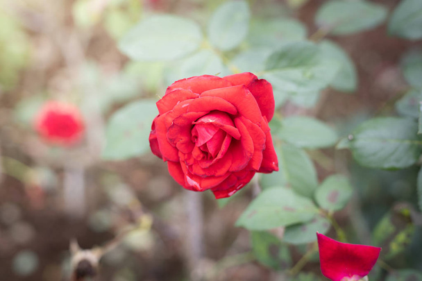 rosas en el jardín  - Foto, Imagen