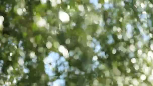 そよ風の晴れた日に、デフォーカスされたオークの木の輝くボケ - 映像、動画