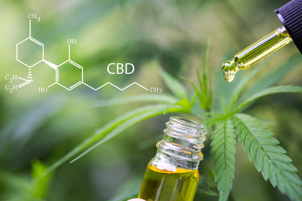  cbd-Elemente in Cannabis, Hanföl, medizinischem Marihuana, Cannab - Foto, Bild