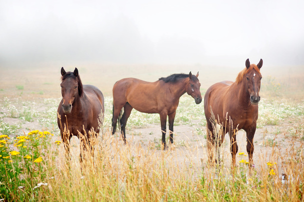 drei braune Pferde - Foto, Bild