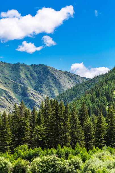 Altai mountain landscape with taiga. Altai Republic, South Siber - Zdjęcie, obraz