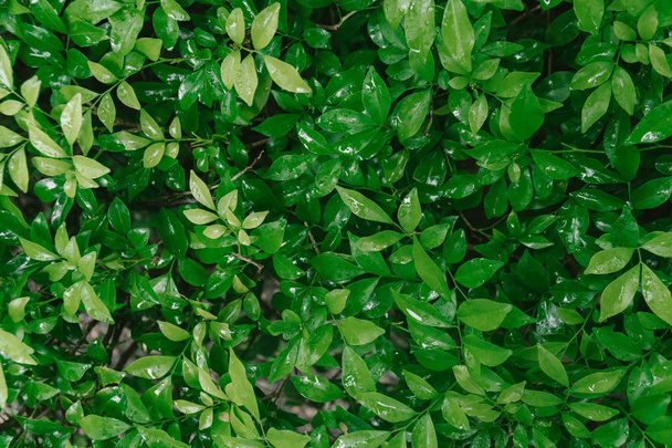 Wet green leaves nature background. - Foto, Imagen
