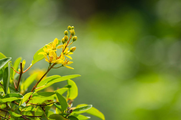 Yellow grass flower in garden with soft focus. - Фото, зображення