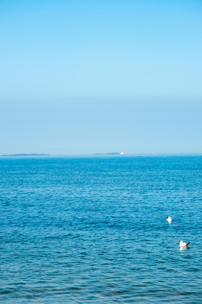 lokki seisoo meren rannalla
 - Valokuva, kuva