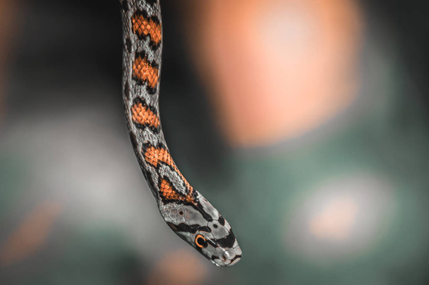 Snake on green nature background - Photo, Image
