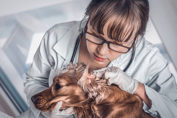 Veterinarian checking ears of a dog - veterinary concept - 写真・画像