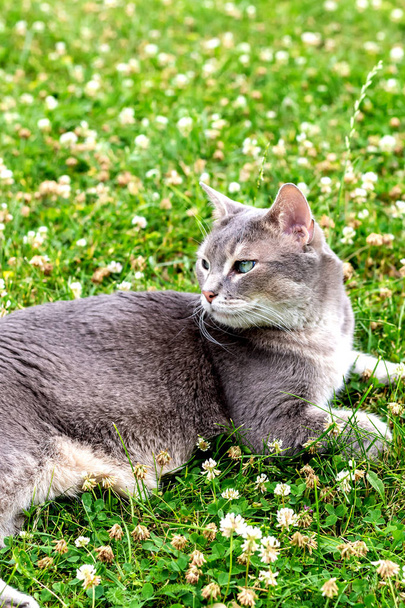 灰色の猫は横たわって、緑の草原の垂直写真、路上のホームペットに休む - 写真・画像