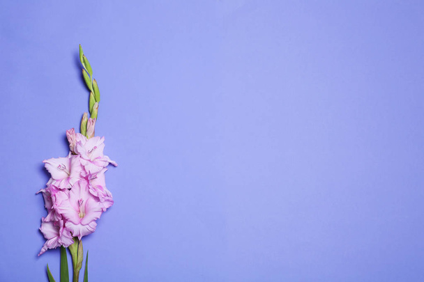 Beautiful gladiolus flowers on violet background, top view. Space for text - Photo, Image