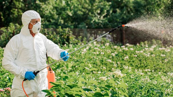 Arbeiter sprüht organische Pestizide auf Pflanzen - Foto, Bild