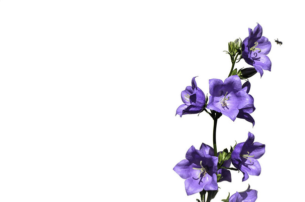 Kvetoucí modrý zvonák izolovaný na bílém pozadí - Fotografie, Obrázek