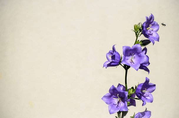Flor azul flores do sino isolado no fundo bege
 - Foto, Imagem