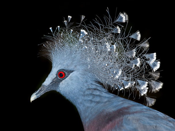 Victoria Crowned Pigeon - Фото, изображение