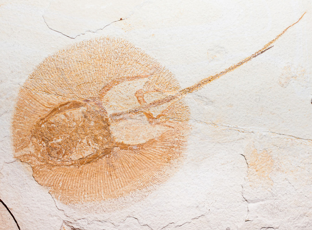 fossile di granchio a ferro di cavallo forse
 - Foto, immagini