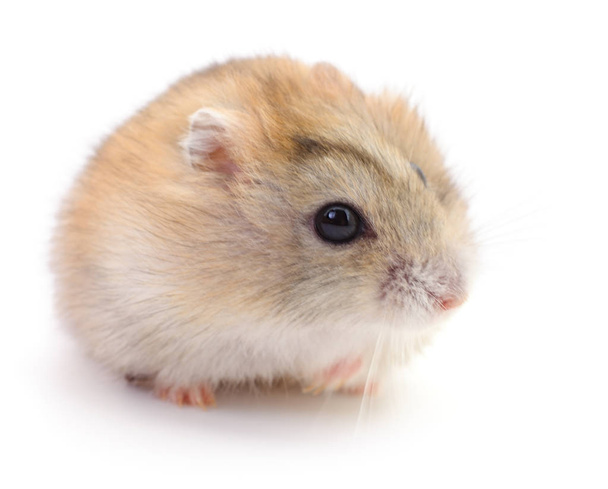 Small domestic hamster. - Valokuva, kuva