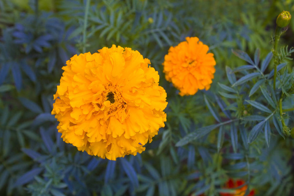 Zavřít pohled na oranžovou Marigold - Fotografie, Obrázek