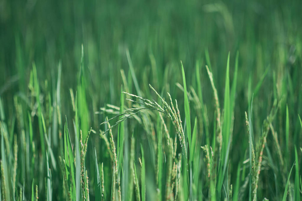 Campos de arroz verde en campos de arroz rural de Tailandia
. - Foto, Imagen