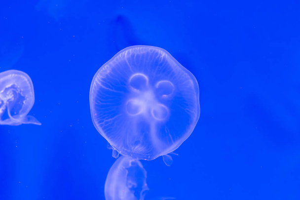 Close-up Jellyfish, Medusa in fish tank with neon light. Jellyfi - Fotoğraf, Görsel