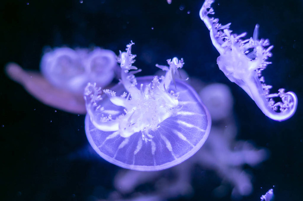 Close-up Jellyfish, Medusa in fish tank with neon light. Jellyfi - Фото, изображение