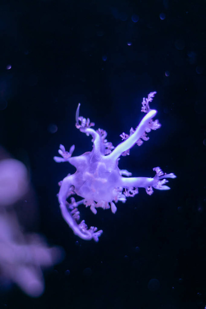 Close-up Jellyfish, Medusa in fish tank with neon light. Jellyfi - Foto, immagini