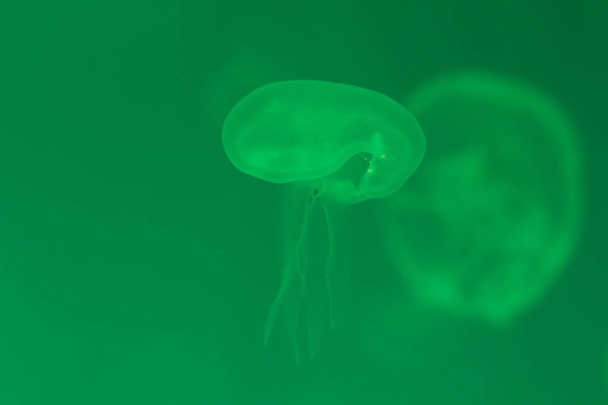 Close-up Jellyfish, Medusa in fish tank with neon light. Jellyfi - Foto, immagini