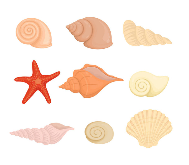 Summer concept with seashells and seaweed, vector illustration. - Vector, Image