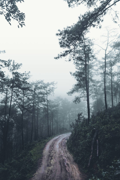 En la niebla y la selva, oscuridad
 - Foto, imagen