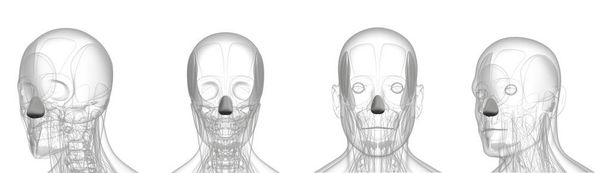 3D-Darstellung medizinischer Illustration von Metall-Dilatator Naris - Foto, Bild