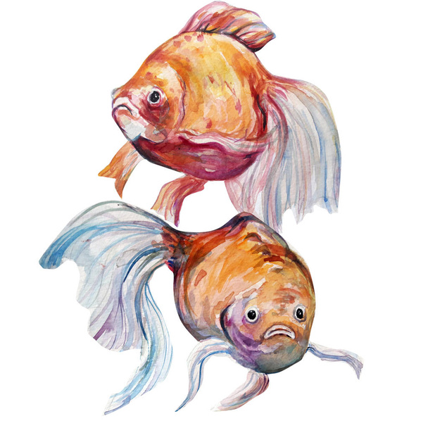 美しい水彩魚アートイラスト - 写真・画像