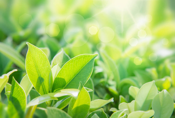 Close-up natuur uitzicht van groen blad op wazig groen achtergrond - Foto, afbeelding